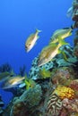 White Grunt, Caribbean Sea, Playa Giron, Cuba