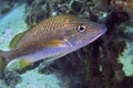 White Grunt, Caribbean Sea, Playa Giron, Cuba