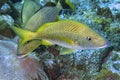 White Grunt, Caribbean Sea, Playa Giron, Cuba