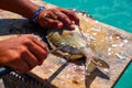 white grunt fish unwind in Caribbean Royalty Free Stock Photo