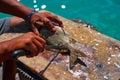 white grunt fish unwind in Caribbean