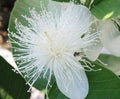 A white guava flower close up photography