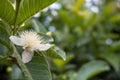 White guava flower in full bloom, blooming guava`s flower, psidium guajava white flowers, Guavas known as Myrtoideae, guava tree Royalty Free Stock Photo
