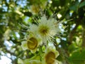 white guava flowers blooming on the tree