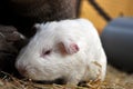 White Guinea Pig Royalty Free Stock Photo