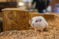 A white guinea pig standing on a wooden cage Royalty Free Stock Photo