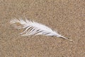 White gull feather on the beach. Royalty Free Stock Photo