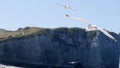 White gull flies on background of blue sea with rocky coast. Action. Flight of white seagull in clear sky on background Royalty Free Stock Photo