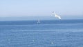 White gull flies on background of blue sea with rocky coast. Action. Flight of white seagull in clear sky on background Royalty Free Stock Photo