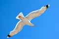 White gull flying against the blue sky Royalty Free Stock Photo