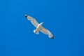 White gull flying against the blue sky Royalty Free Stock Photo
