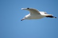 White gull flying on a blue sky background Royalty Free Stock Photo