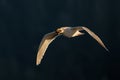 White gull flying and holding food in his beak Royalty Free Stock Photo