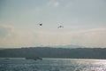 White gull in focus on the background of the city and the Bosphorus Bridge, Strait of Bosporus. Istanbul, Turkey Royalty Free Stock Photo