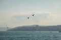 White gull in focus on the background of the city and the Bosphorus Bridge, Strait of Bosporus. Istanbul, Turkey Royalty Free Stock Photo