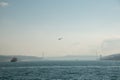 White gull in focus on the background of the city and the Bosphorus Bridge, Strait of Bosporus. Istanbul, Turkey Royalty Free Stock Photo