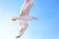 White gull hovering in the sky. Bird`s flight. Seagull on blue sky background Royalty Free Stock Photo