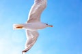 White gull hovering in the sky. Bird`s flight. Seagull on blue sky background Royalty Free Stock Photo