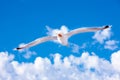 White gull hovering in the sky. Bird`s flight. Seagull on blue sky background Royalty Free Stock Photo