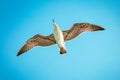 White gull hovering in the sky. Bird`s flight. Seagull on blue sky background Royalty Free Stock Photo