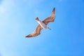 White gull hovering in the sky. Bird`s flight. Seagull on blue sky background Royalty Free Stock Photo