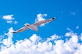 White gull hovering in the sky. Bird`s flight. Seagull on blue sky background Royalty Free Stock Photo