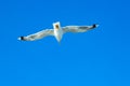 White gull hovering in the sky. Bird`s flight. Seagull on blue sky background Royalty Free Stock Photo