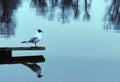 White gull sitting on bench in water Royalty Free Stock Photo