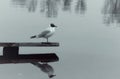 White gull sitting on bench in water Royalty Free Stock Photo