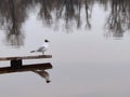 White gull sitting on bench in water Royalty Free Stock Photo