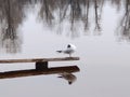 White gull sitting on bench in water Royalty Free Stock Photo