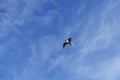 White gull soars in serene blue sky with white clouds Royalty Free Stock Photo