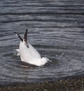 White gull walking in stone beach in New Zeland. New Zealand birds. Seagull looking for food from people. Seagull starting to fly Royalty Free Stock Photo