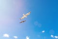 White gulls hovering in the sky. Bird`s flight. Seagull on blue sky background Royalty Free Stock Photo