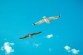 White gulls hovering in the sky. Bird`s flight. Seagull on blue sky background Royalty Free Stock Photo