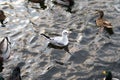 A white Gulls seagull swims on the lake among the ducks close-up horizontal image