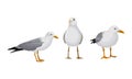 White Gulls or Seagulls as Seabirds with Black Markings on Wings Vector Set