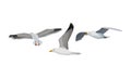 White Gulls or Seagulls as Seabirds with Black Markings on Wings Vector Set