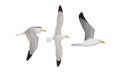 White Gulls or Seagulls as Seabirds with Black Markings on Wings Vector Set