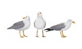 White Gulls or Seagulls as Seabirds with Black Markings on Wings Vector Set