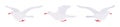 White gulls, seagulls in flight wildlife seabirds and marine set Royalty Free Stock Photo