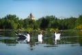 White gulls on the water. Background beautiful scenery - green trees, the temple