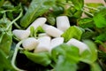 White gum pads lie on a pile of fresh bunch of mint