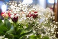 White gypsophila babies breath Bristol Fairy flowers close up in