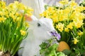 White gypsum rabbit in narcissus