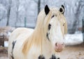 White gypsy horse at zoo Royalty Free Stock Photo