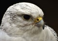 A white Gyrfalcon Falco rusticolus Royalty Free Stock Photo