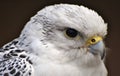 A white Gyrfalcon Falco rusticolus