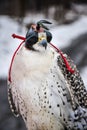 White gyrfalcon with its black leather hood in winter