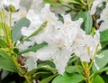 White Haaga Rhododendron flower Royalty Free Stock Photo